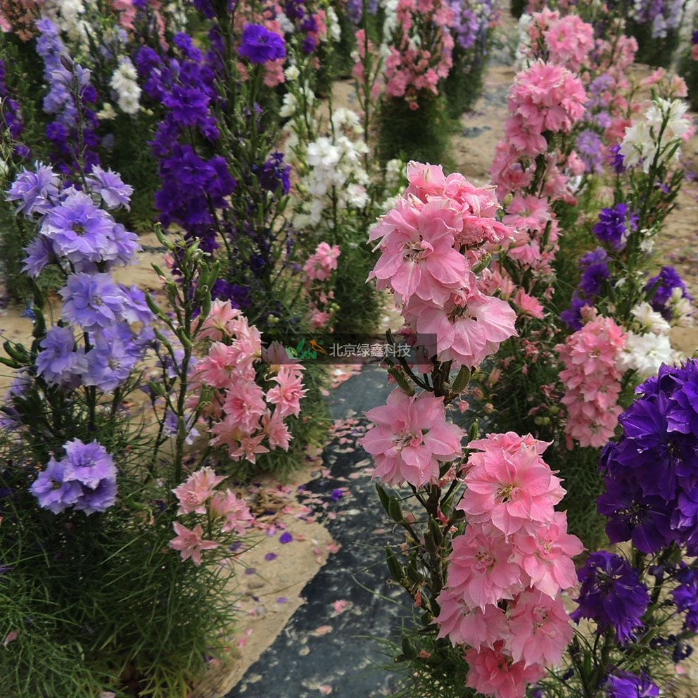 供應(yīng)LVXIN牌飛燕草花種圖片