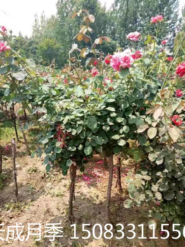 月季圖片/月季樣板圖 (3)