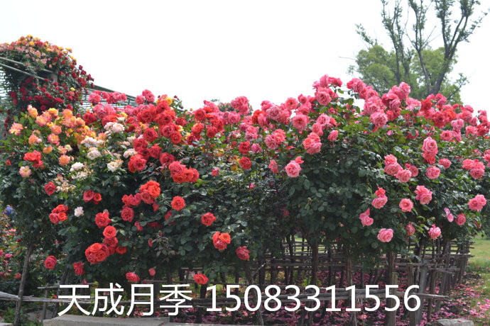 3-6公分的樹狀月季圖片