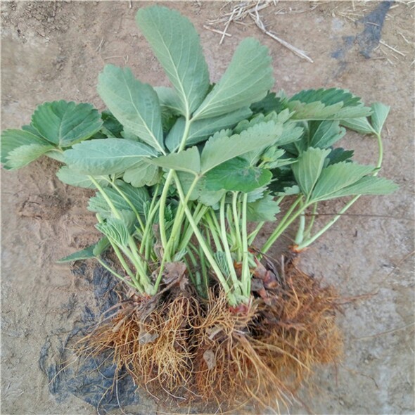 批發(fā)山東草莓苗圖片