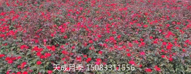 葫芦正宗嫁接品种月季 葫芦岛大花月季 营口市种植基地