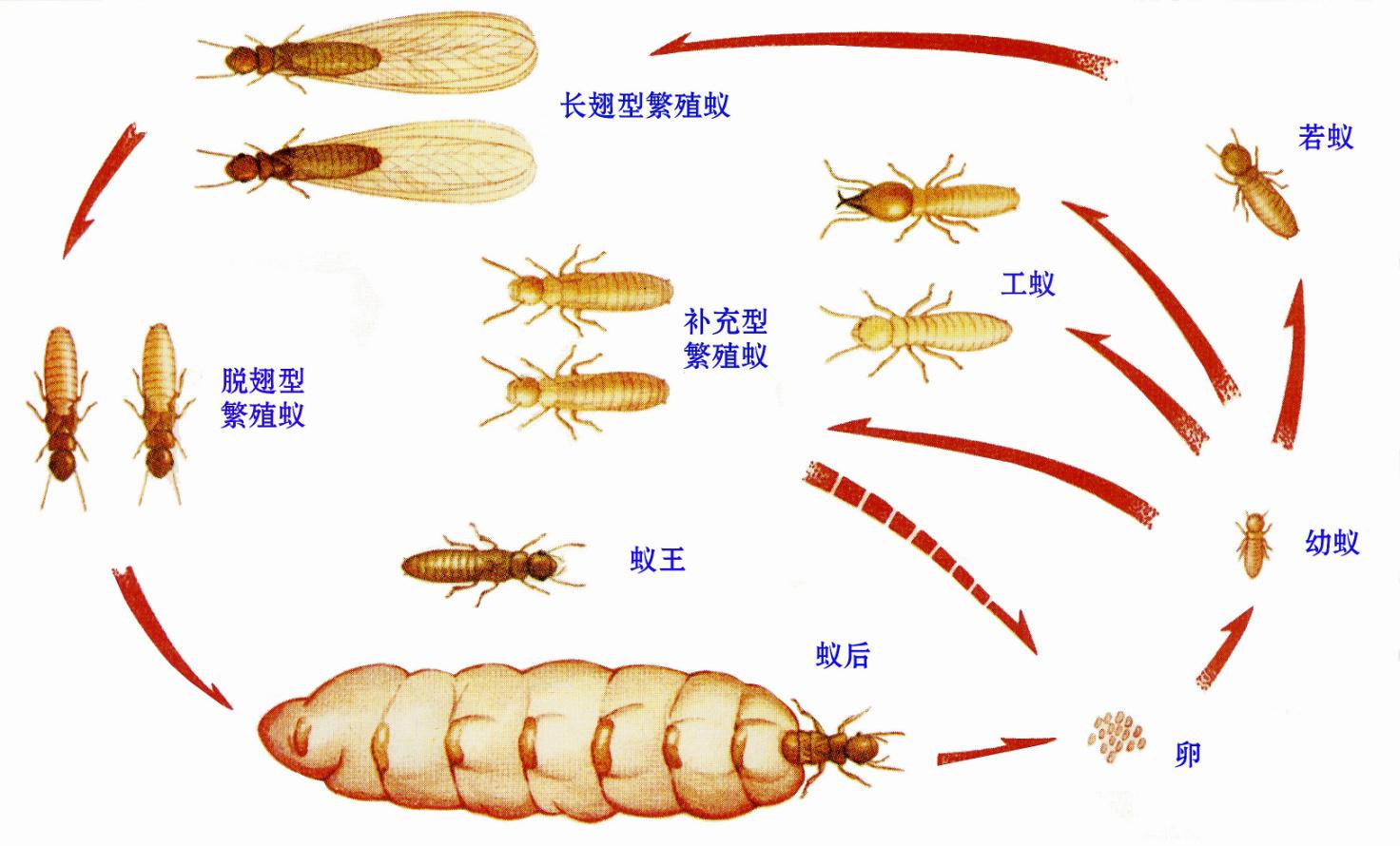 清新区专业灭白蚁服务电话 清新区白蚁治防价格 清远白蚁防治公司 清新区白蚁治防多少钱 清远白蚁防治服务公司 清新区专业灭图片