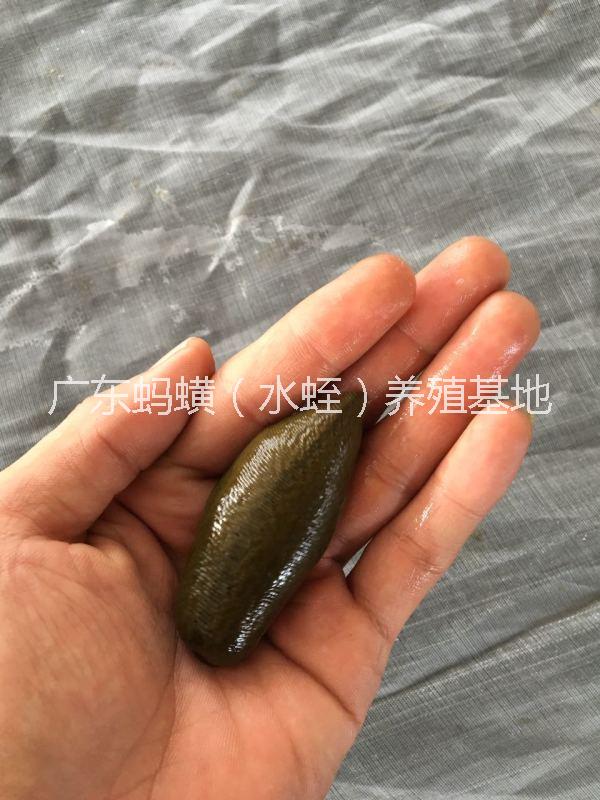 阳江市湖南菲牛蛭种苗厂家供应湖南菲牛蛭种苗/水蛭蚂蟥种苗/菲牛蛭种苗出售