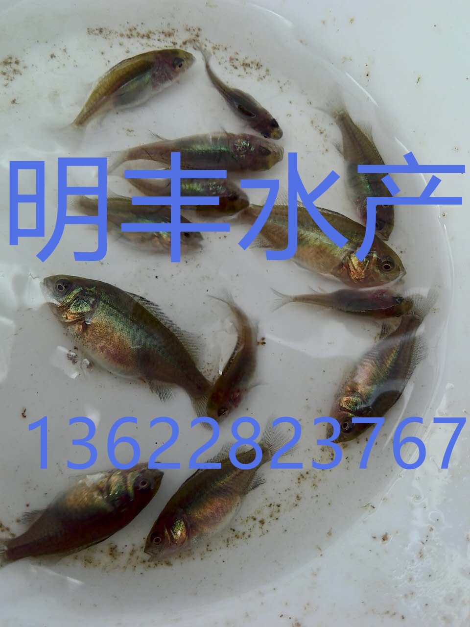 鱼苗，宝石鲈苗，广州花都明丰水产