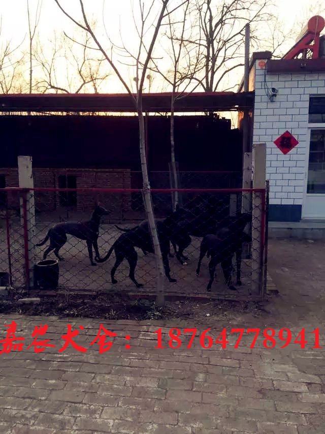 哪里有出售格力犬小狗的，全活格力图片