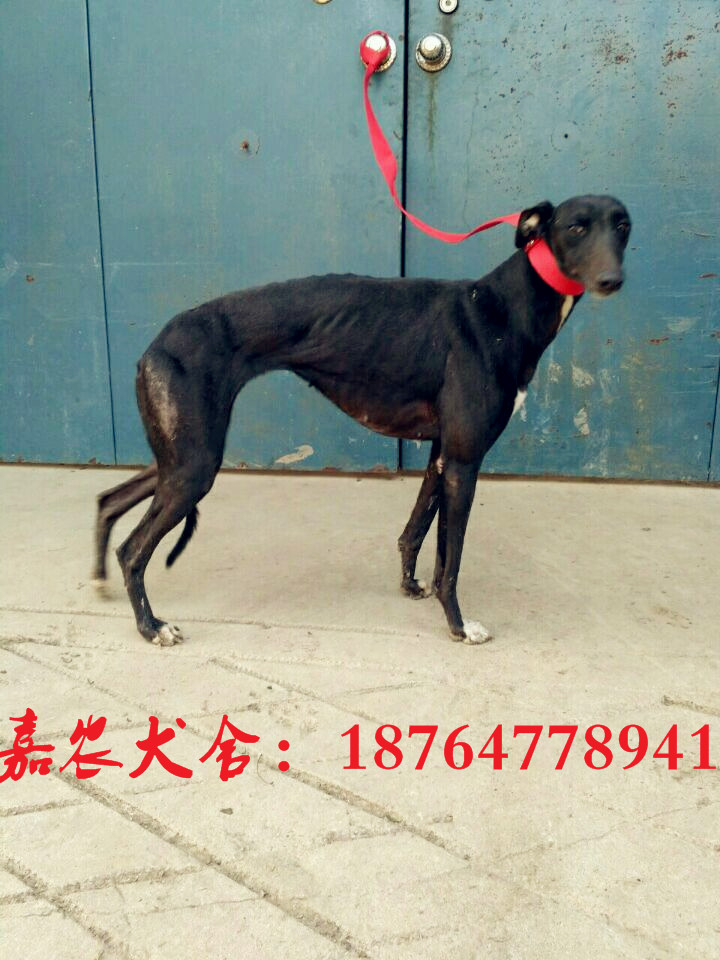 哪里有卖格力犬小狗的，格力犬价格图片