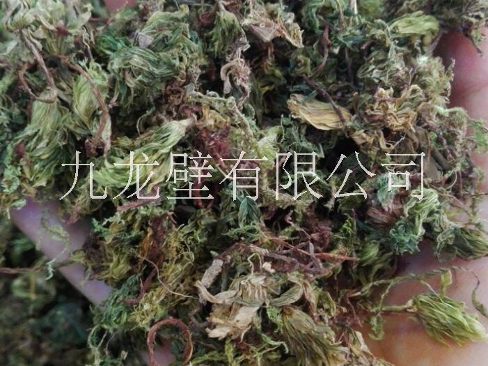 回心草圖片/回心草樣板圖 (3)