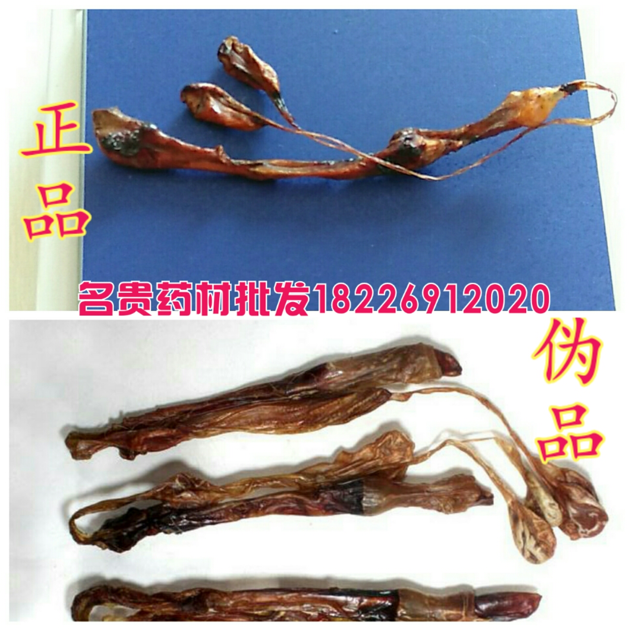 亳州海狗鞭廠家直銷圖片/亳州海狗鞭廠家直銷樣板圖 (1)