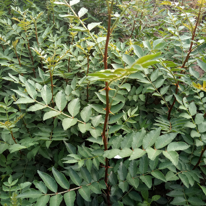 大红袍花椒苗基地批发四川花椒苗甘肃花椒苗价格重庆花椒苗高度50公分供应图片