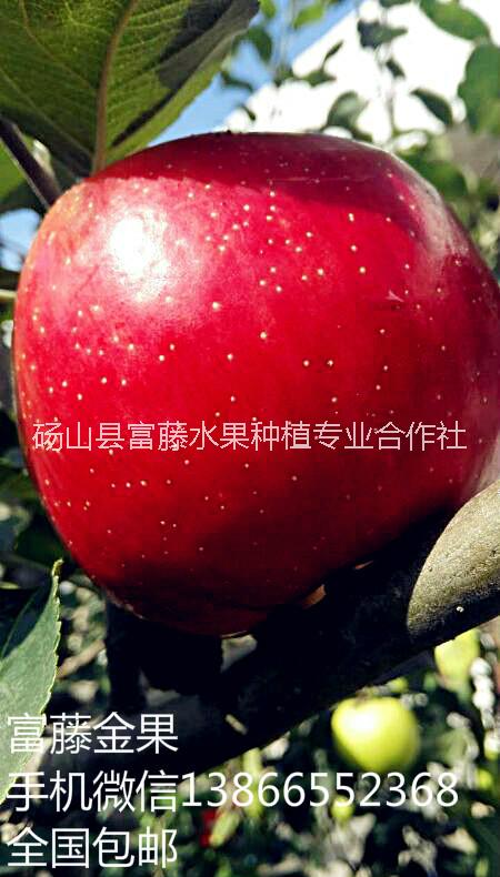 富藤一號(hào)價(jià)格圖片