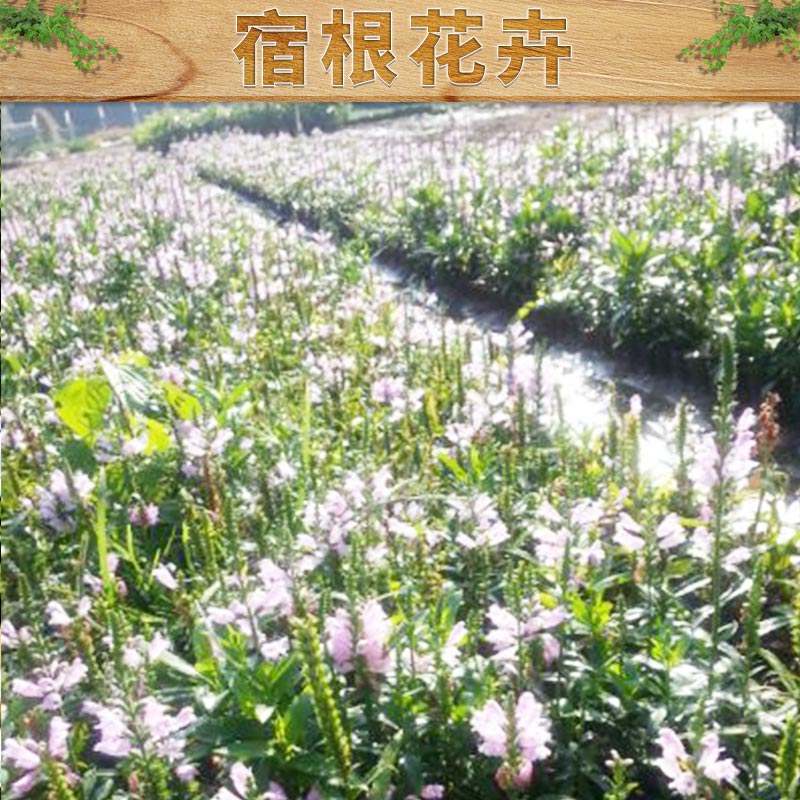 基地直销优质玉簪 山东宿根花卉批发 花叶玉簪 货源充足 量大优惠图片