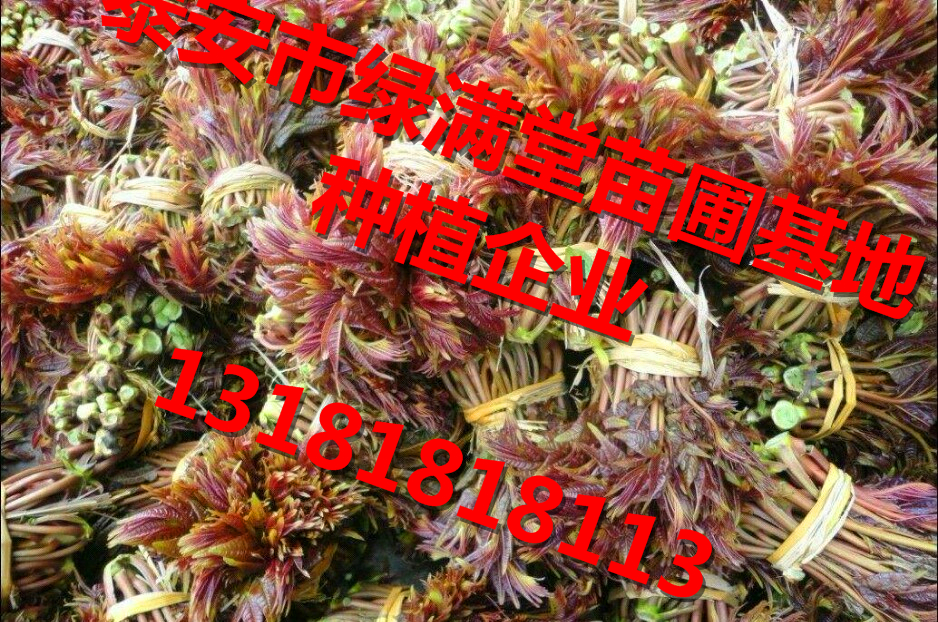 泰安市香椿苗种植基地批发香椿苗厂家香椿苗经销商联系方式 香椿苗种植基地 香椿苗种植基地批发香椿苗