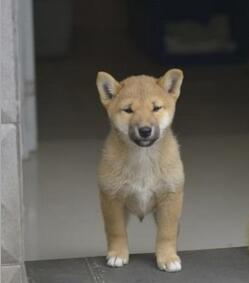 山东宠物狗狗批发零售宠物狗秋田犬纯种秋田犬出售图片