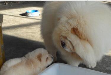 宠物狗松狮幼犬幼犬紫舌头肉嘴松狮狗纯种松狮幼犬出售图片