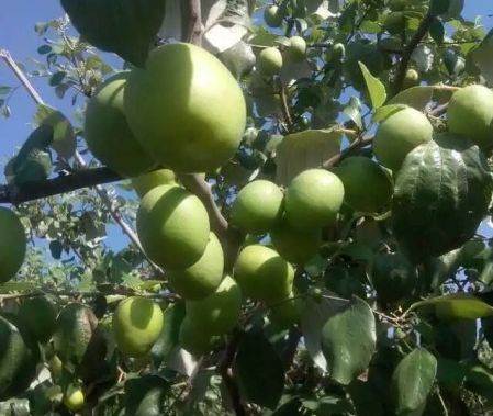 廣西金蜜棗苗報價 廣西金蜜棗苗供應(yīng) 廣西金蜜棗苗批發(fā)