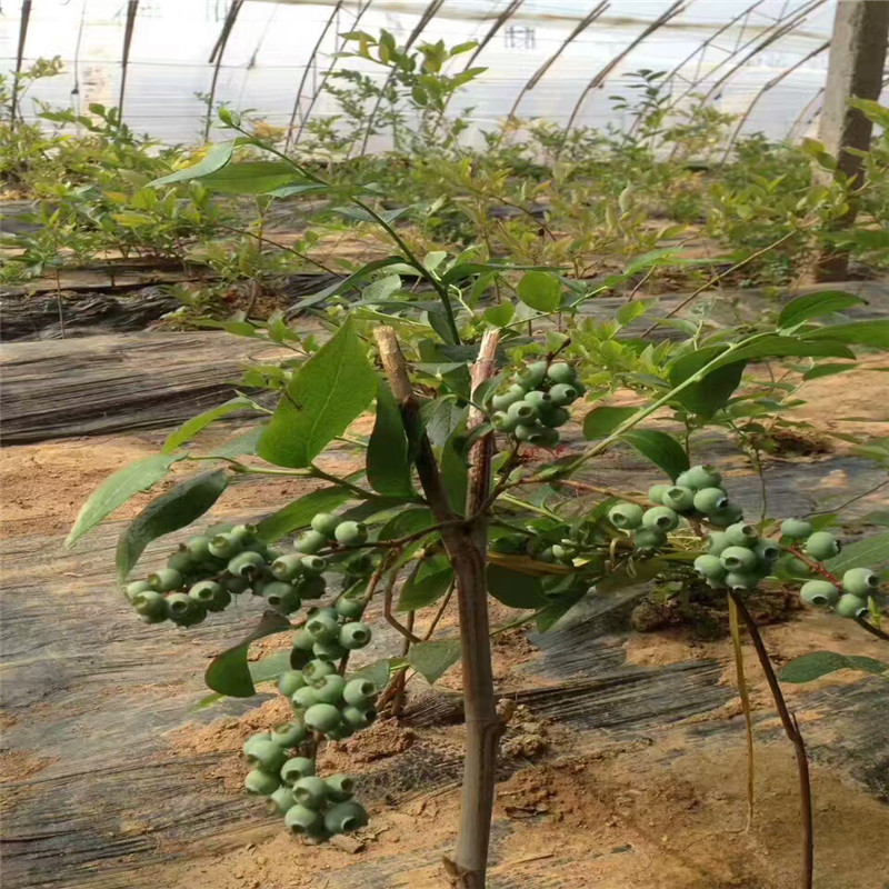 泰安市批发嫁接蓝莓苗 南方北方种植厂家蓝莓苗 盆栽地栽庭院绿植 蓝莓种子 批发嫁接蓝莓苗 南方北方种植