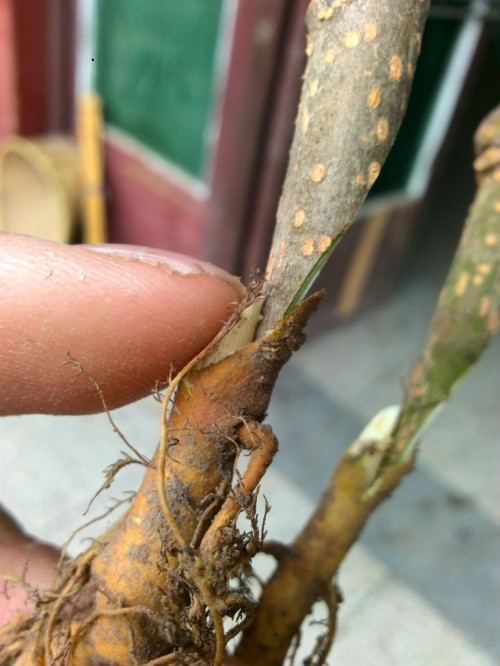 長果桑圖片/長果桑樣板圖 (4)