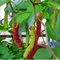 超長(zhǎng)果桑圖片