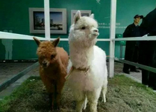 成誠(chéng)動(dòng)物表演租賃圖片