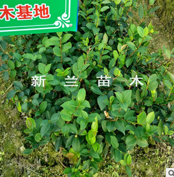 长林油茶苗 长林油茶苗批发 长林油茶苗厂家 长林油茶苗供应商图片