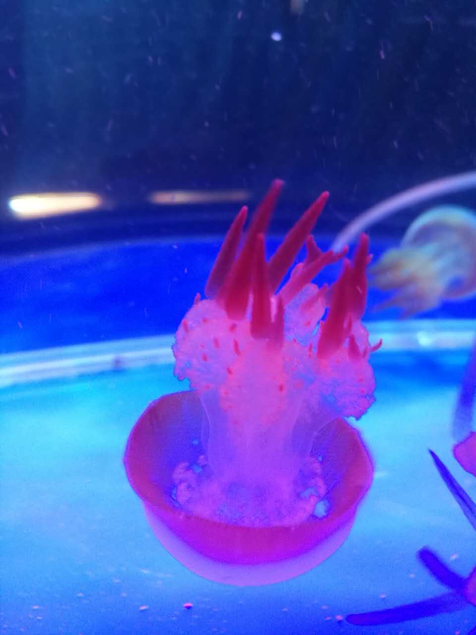 海洋生物圖片/海洋生物樣板圖 (3)