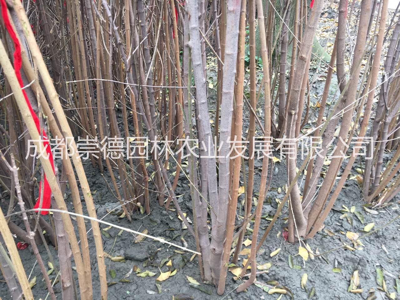 成都市成都精品腊梅笼子价格低厂家