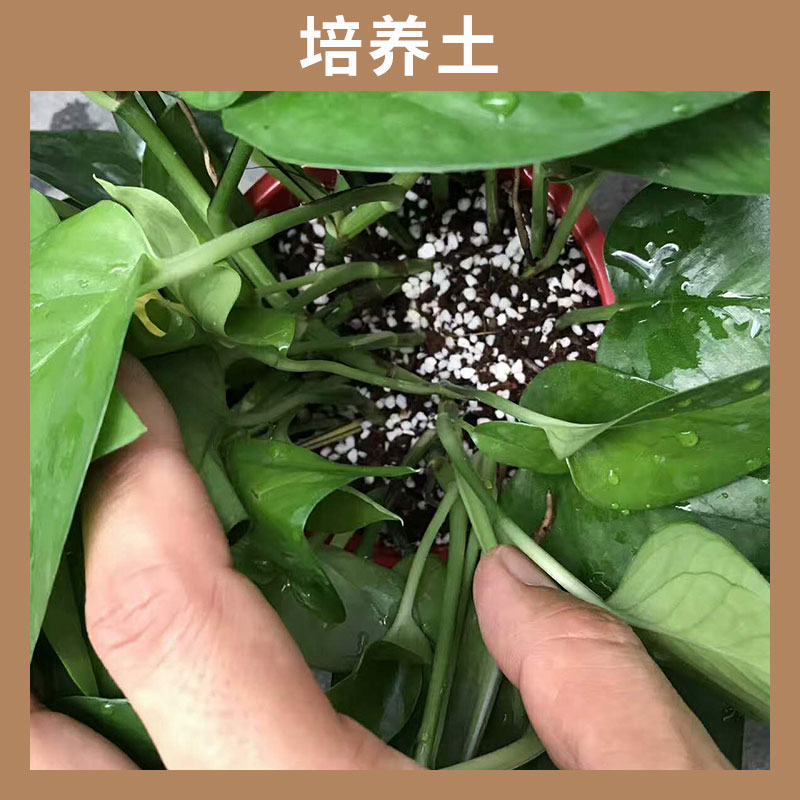 培养土 花卉植物 营养土 铺面土陶粒 硅藻土花卉营养土 盆栽土 欢迎来电订购图片