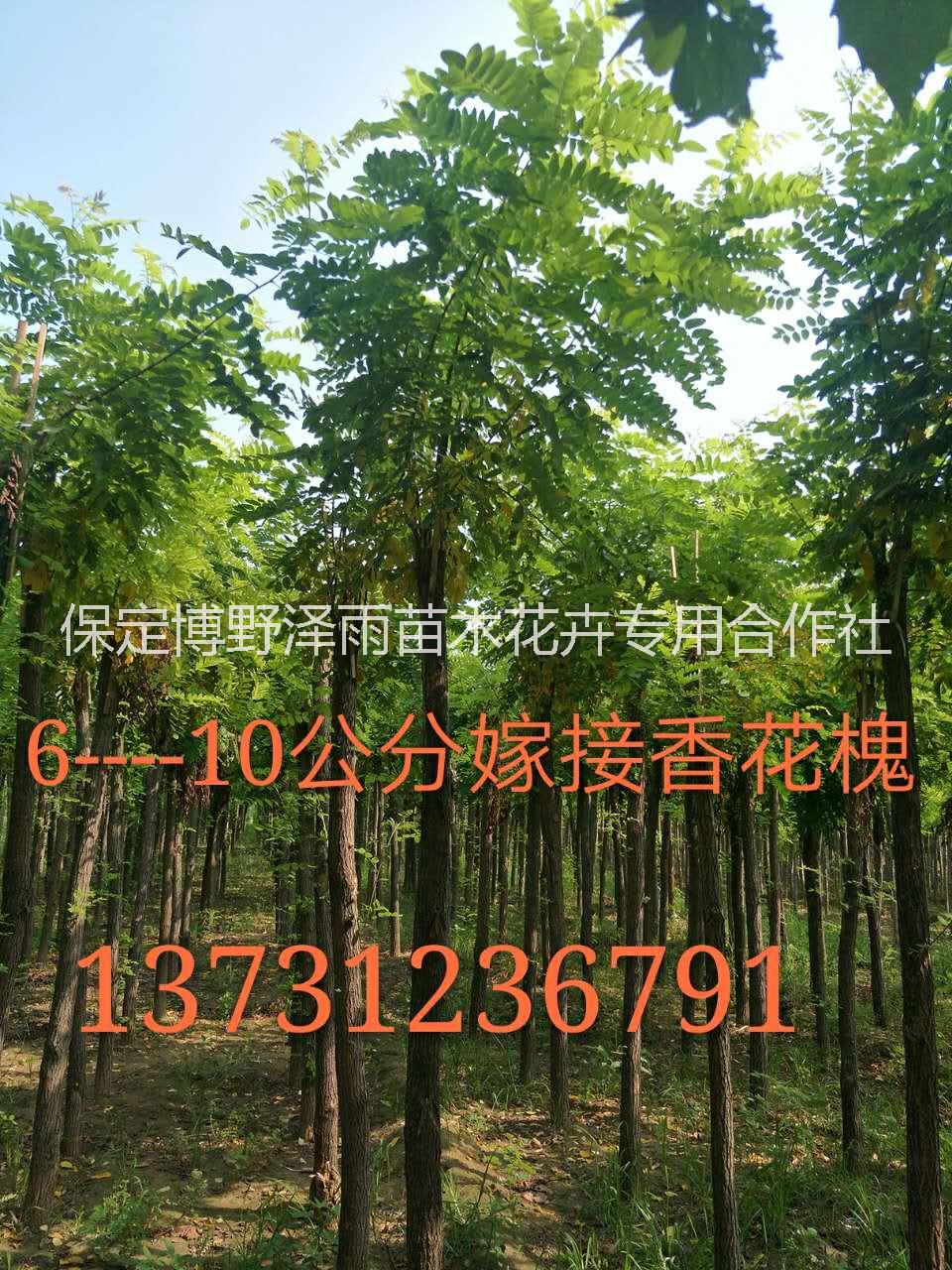 北京香花槐批发 香花槐苗木基地 香花槐树小苗报价 今年的香花槐价格多少钱图片