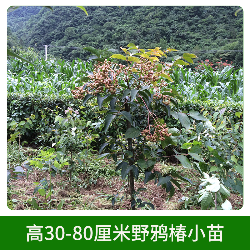 高30-80厘米野鴉椿小苗圖片/高30-80厘米野鴉椿小苗樣板圖 (2)