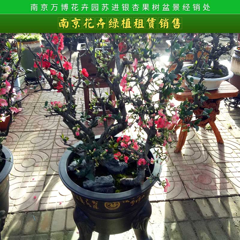 南京市南京花卉绿植租赁销售厂家南京花卉绿植租赁销售 迷你假花仿真花盆栽创意家居绿色仿真植物摆件盆景套装