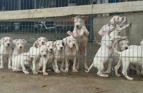 全活打场格力犬哪里有卖逮兔狗图片