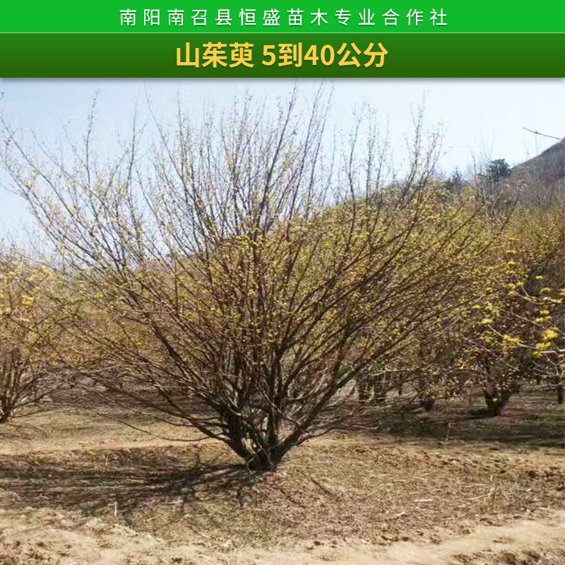 河南 山茱萸  【苗圃直销】红瑞木 红瑞木小苗 红瑞木基地 红瑞山茱萸 规格齐全图片