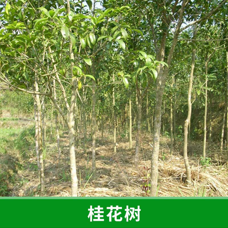 福建桂花树苗木基地批发桂花树苗金桂四季桂小苗庭院观花植物工程绿化桂花苗图片