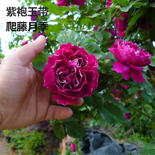 藤本月季花苗 攀援花卉 爬藤蔷薇图片