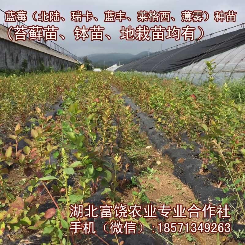 湖北蓝莓种苗北陆瑞卡蓝丰莱格西薄雾苔藓苗钵苗地栽苗基地直销