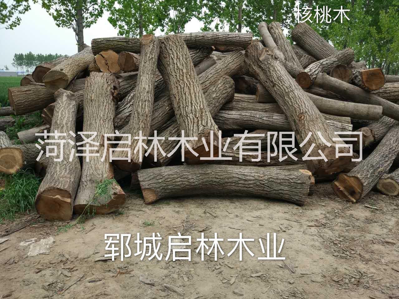 大量供应用于工艺品/雕刻/制作家具等的核桃木/优质大径核桃原木批发图片