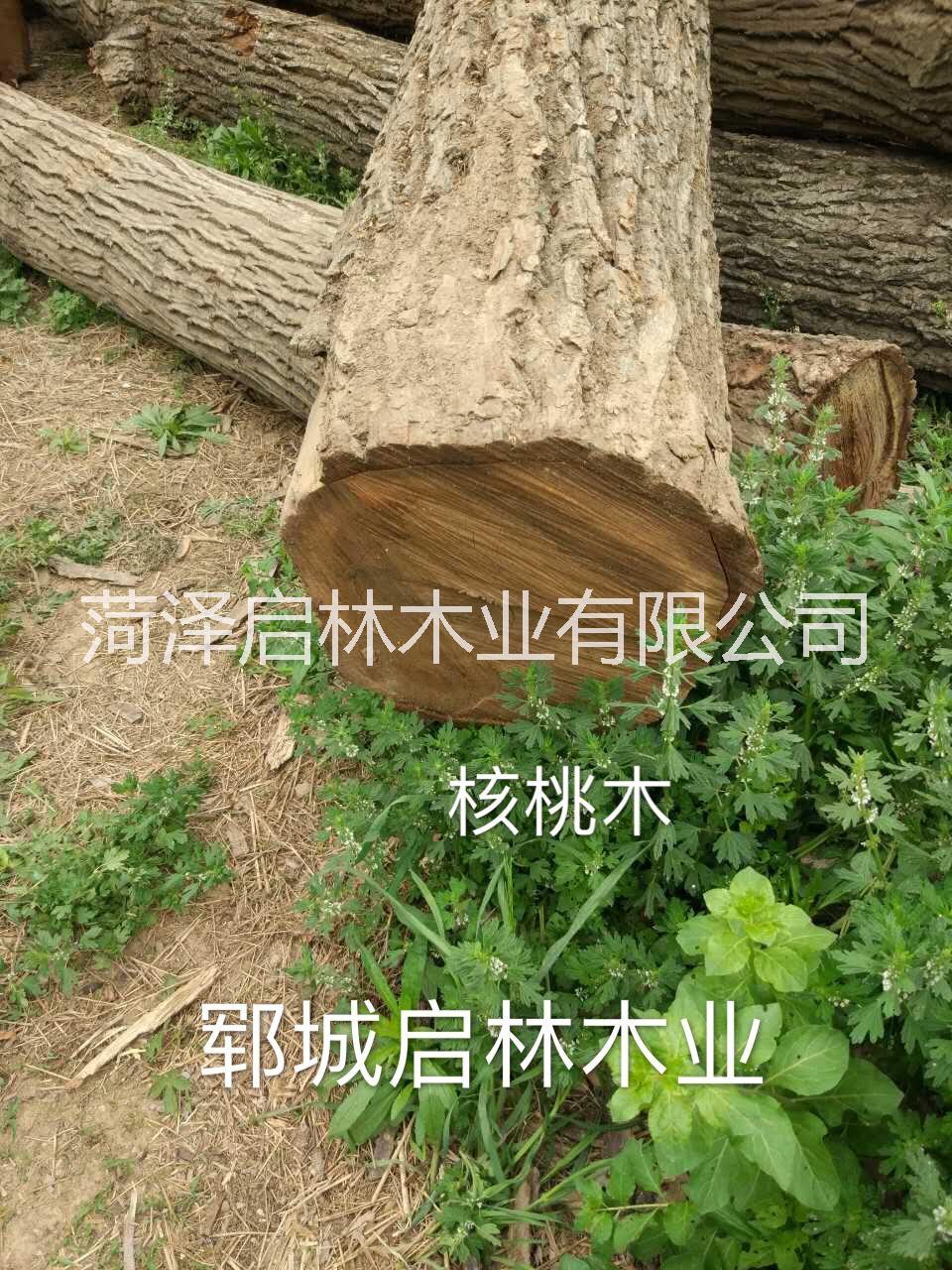 出售大直径核桃木原木图片