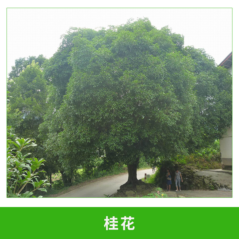 桂花销售 金桂花树精品桂花苗木 桂花种植园 桂花树四季桂花 欢迎来电订购图片