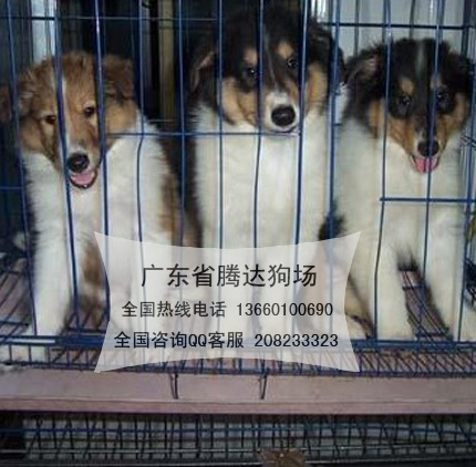 广州市广州苏牧犬价位广州哪里买狗有保证厂家