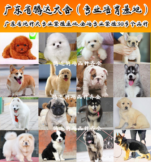 广州苏牧犬什么价位广州哪里买狗广州苏牧犬价位广州哪里买狗广州苏牧犬价位广州哪里买狗有保证图片