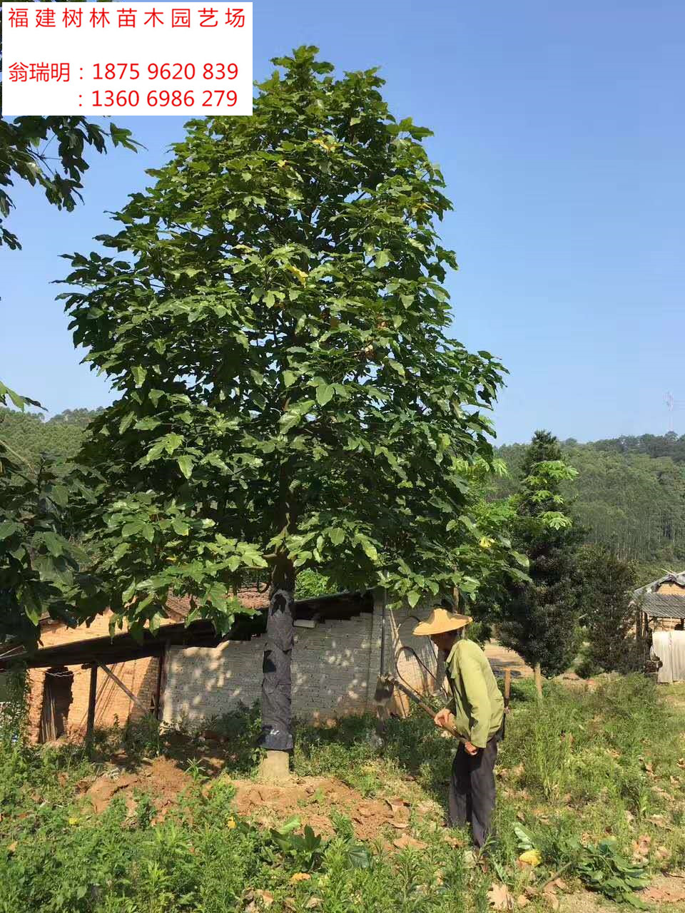 供应福建澳洲火焰木价格福建澳洲火焰木哪里有福建澳洲火焰木图片