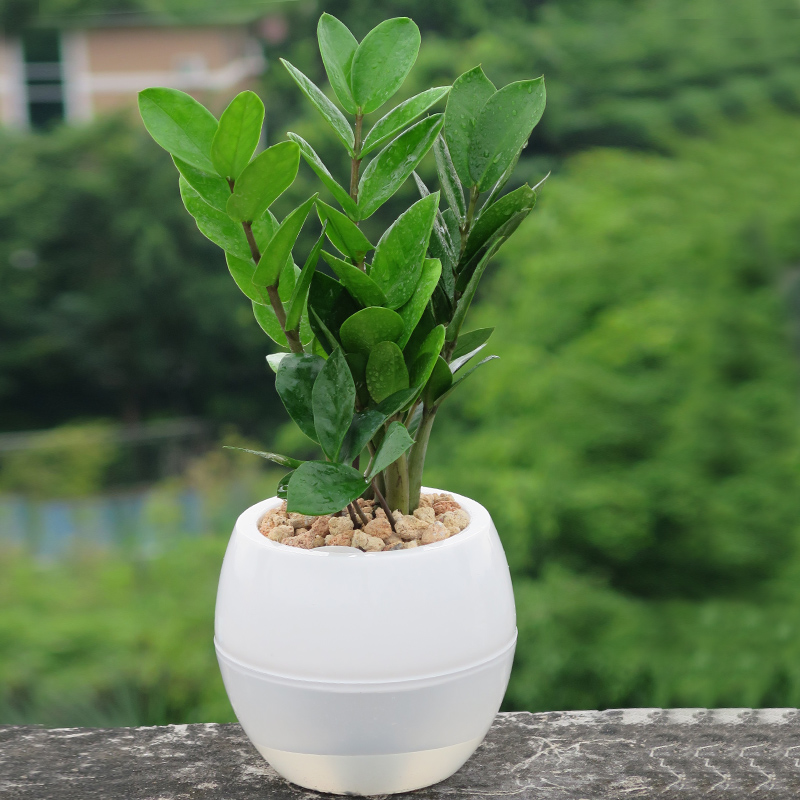 武漢辦公室內植物盆栽租擺送貨上門圖片/武漢辦公室內植物盆栽租擺送貨上門樣板圖 (4)