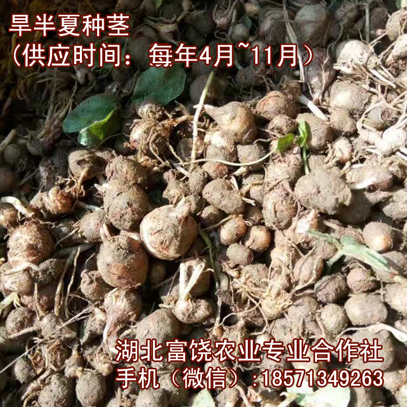 湖北旱半夏种茎荆半夏潜半夏种植基地直销种子种茎种苗图片