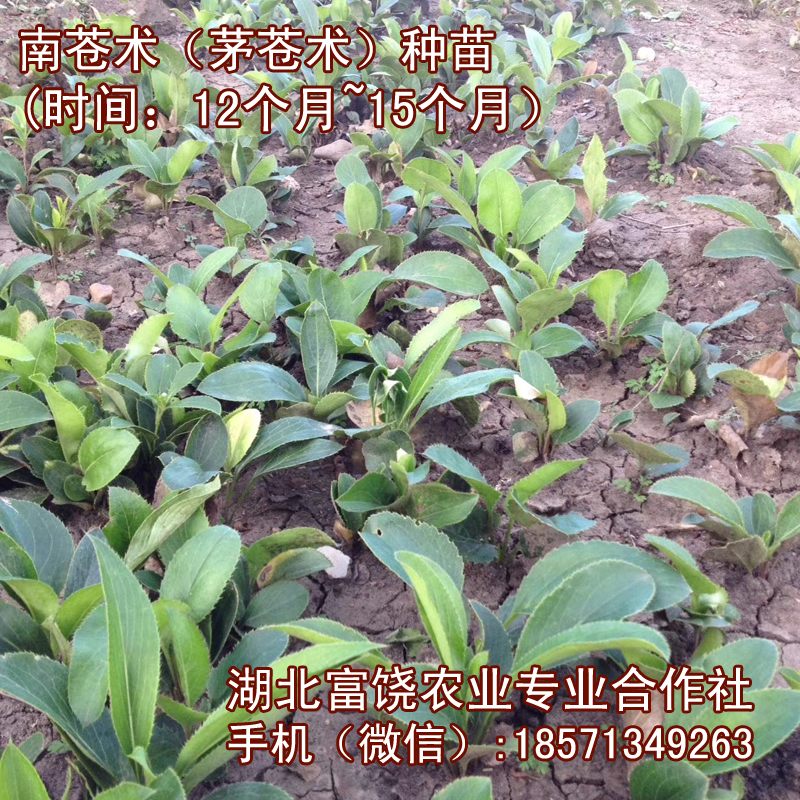 湖北南苍术种苗茅苍术种子种苗基地直销提供技术支持