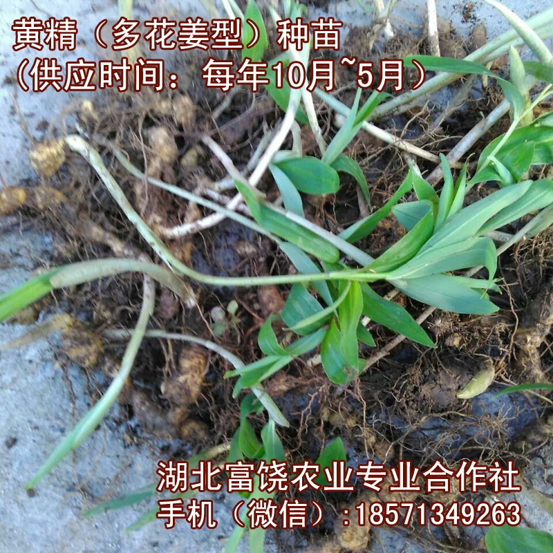 湖北姜型多花黄精种苗种子种茎种植基地直销提供技术支持图片