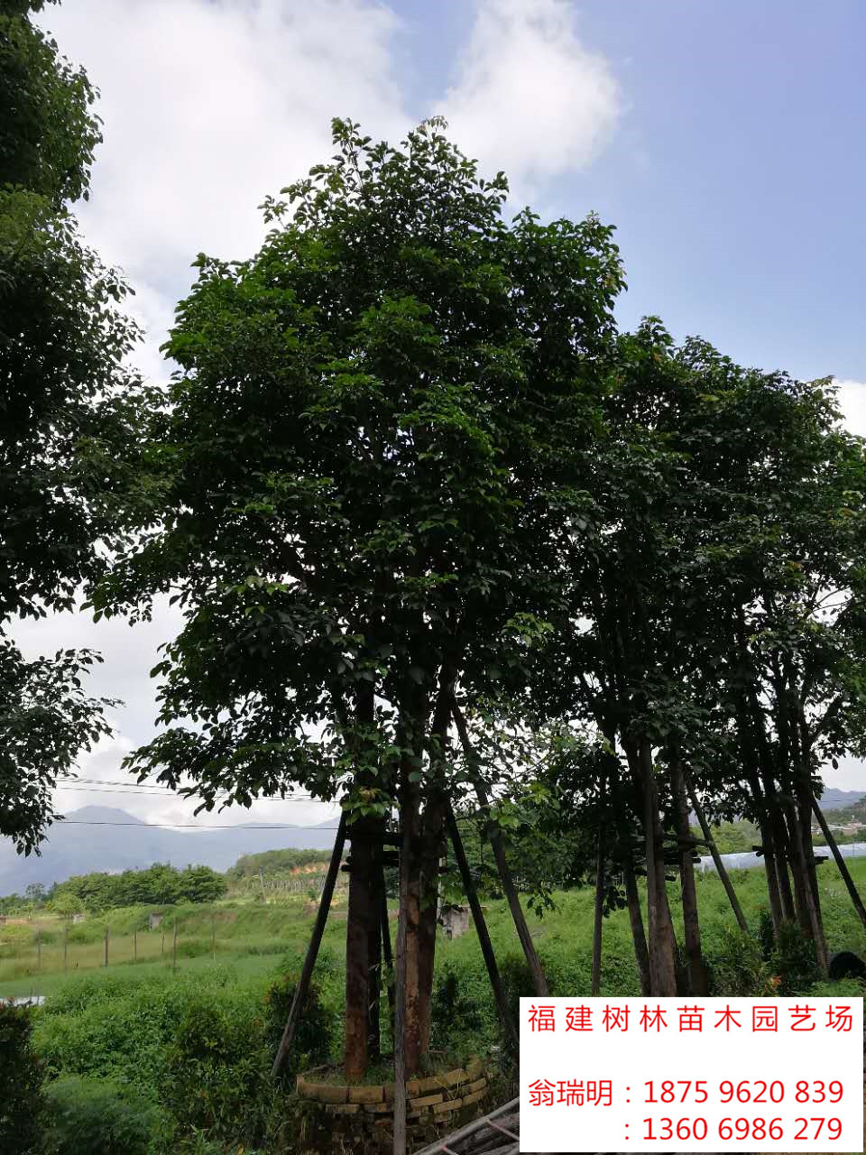 福建多杆重阳木树哪里有 福建多杆重阳木树什么价格 福建多杆重阳木