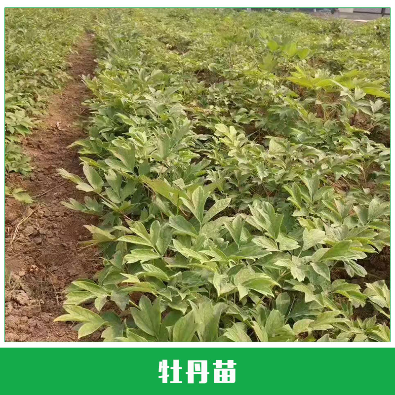 山西苗木种植基地直销牡丹小苗庭院花卉绿植盆栽优质精品牡丹花苗批发