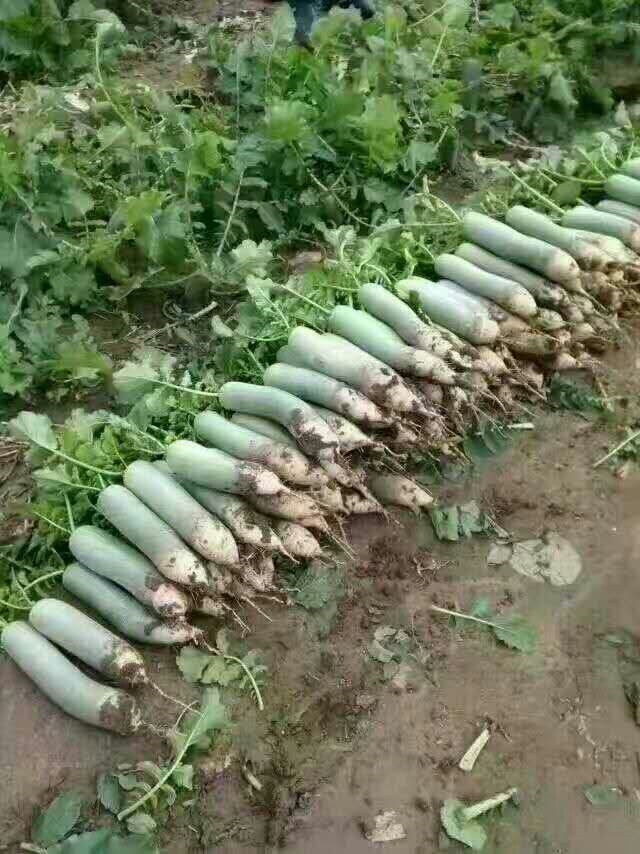 濰坊水果蘿卜產(chǎn)地，價格便宜了圖片