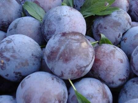 供應(yīng)黑霸李子苗 出售大棚栽黑霸圖片