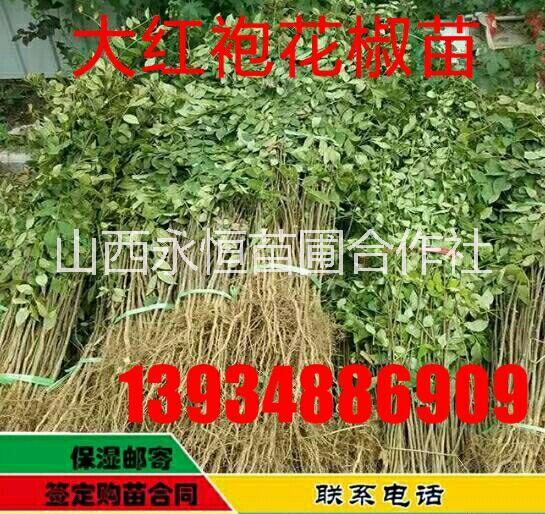 山西花椒苗优惠价批发_山西花椒苗种植_山西花椒苗基地图片